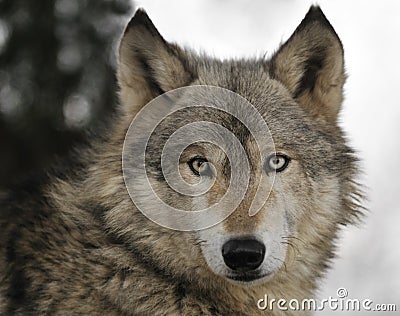 Timber Wolf Portrait Stock Photo