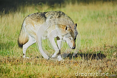 Timber wolf Stock Photo