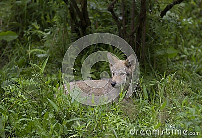 Timber wolf or grey wolf (Canis lupus) pup on rocky cliff in summer in Canada Stock Photo