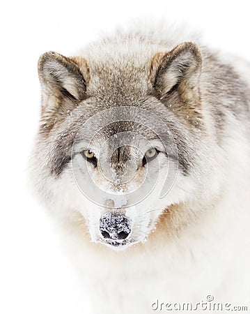 A lone Timber wolf or grey wolf (Canis lupus) isolated against a white background walking in the winter snow in Canada Stock Photo