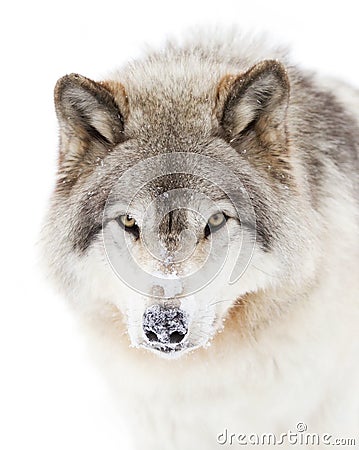 A lone Timber wolf or grey wolf (Canis lupus) isolated against a white background walking in the winter snow in Canada Stock Photo