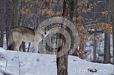 Timber Wolf standing in the snow among the trees. Stock Photo