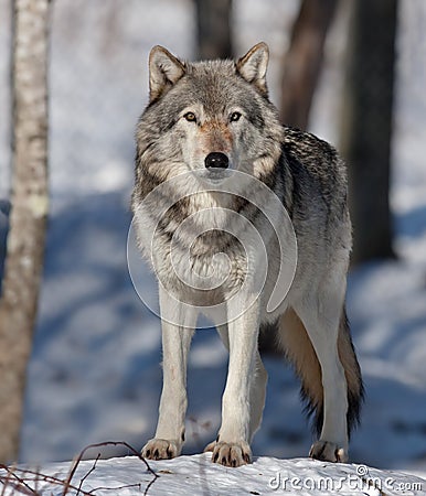 A lone Timber wolf or Grey Wolf (Canis lupus) standing in the winter snow in Canada Stock Photo