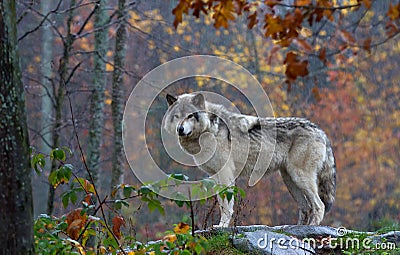 A lone Timber wolf or Grey Wolf (Canis lupus) on top of a rock on an autumn day in Canada Stock Photo