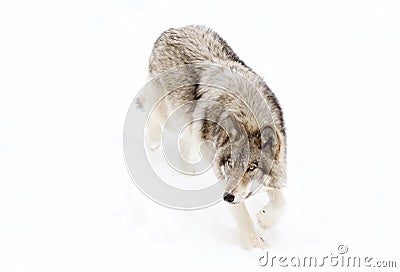 A lone Timber wolf or grey wolf (Canis lupus) walking in the snow in Canada Stock Photo