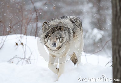 A lone Timber wolf or grey wolf (Canis lupus) walking in the winter snow in Canada Stock Photo