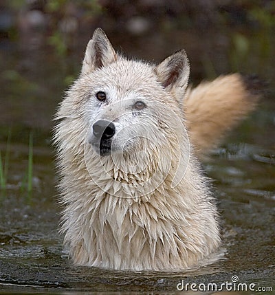 Timber Wolves Stock Photo