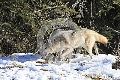 Timber wolves hunting by forest Stock Photo