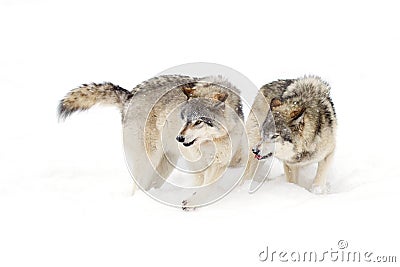 Timber wolves or grey wolves (Canis lupus) playing in the snow on a winter day in Canada Stock Photo