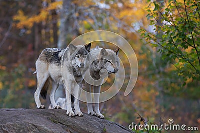 Timber wolves or grey wolves (Canis lupus) on rocky cliff in autumn in Canada Stock Photo