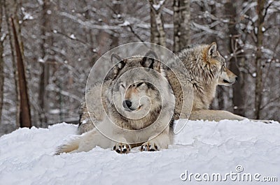 Timber Wolves Stock Photo