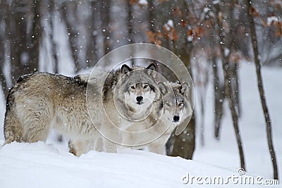 Timber wolves or grey wolves (canis lupus) in the winter snow in Canada Stock Photo