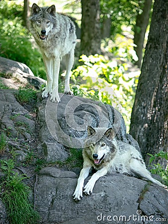 Timber wolves in the woods Stock Photo