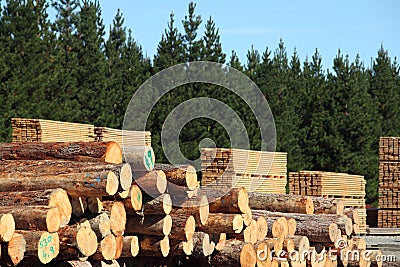 Timber yard and forest Stock Photo