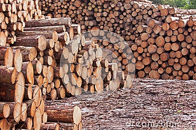 Timber Yard Scene Stock Photo