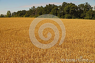 A field of ripe wheat on the hill. Stock Photo