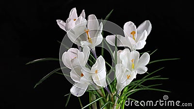 Time lapse of bright white crocuses flower with water drops. Crocuses. Time lapse of bright white crocuses flower or saffron flowerwith water drops blooming on stock video footage Time lapse of bright white crocuses flower with water drops. Crocuses. Time lapse of bright white crocuses flower or saffron flowerwith water drops blooming on stock video footage