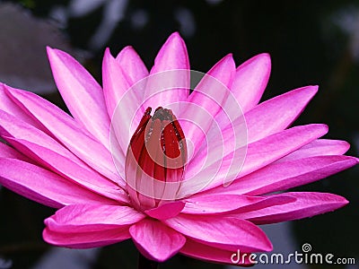 The time of lotus to bloom Stock Photo