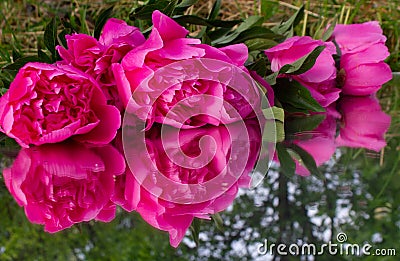 Time moment flowers peony pink peony peony on the mirror Stock Photo