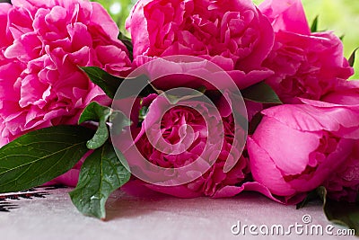 Time moment flowers peony pink peony Stock Photo