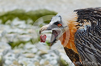 Bearded Vulture eating Stock Photo