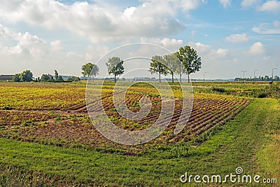 It is time to harvest the potatoes Stock Photo