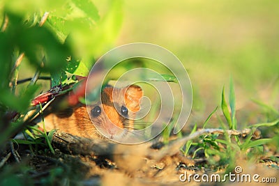 Pet Mouse Rodent Animal Stock Photo