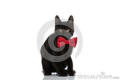 Timid little metis cat wearing red bowtie and sitting in studio Stock Photo