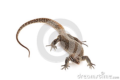 Timor Monitor lizard Stock Photo