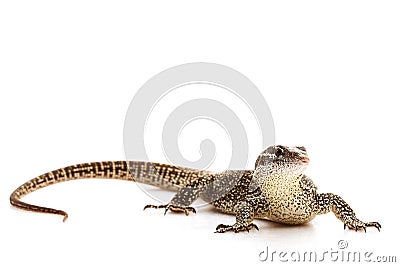 Timor Monitor lizard Stock Photo