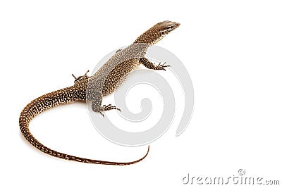 Timor Monitor lizard Stock Photo