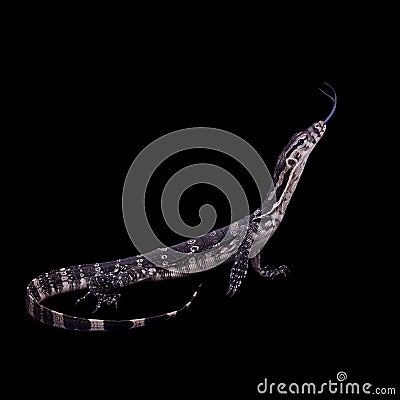 Timor Monitor Lizard, Varanus timorensis, on black Stock Photo