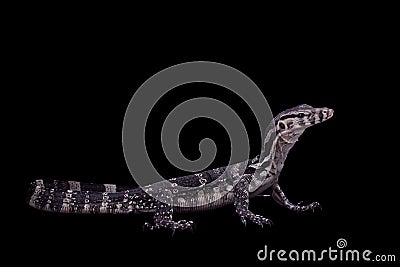 Timor Monitor Lizard, Varanus timorensis, on black Stock Photo