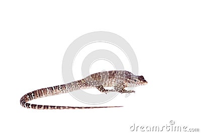 Timor Monitor Lizard, Varanus timorensis, on white Stock Photo