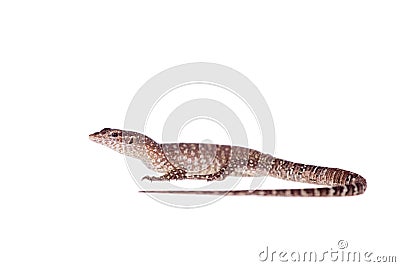 Timor Monitor Lizard, Varanus timorensis, on white Stock Photo