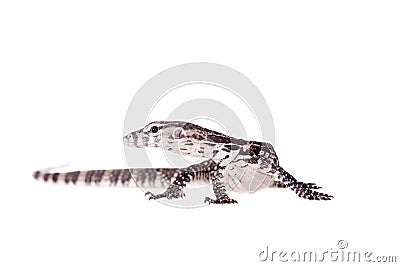 Timor Monitor Lizard, Varanus timorensis, on white Stock Photo