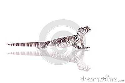 Timor Monitor Lizard, Varanus timorensis, on white Stock Photo