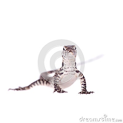 Timor Monitor Lizard, Varanus timorensis, on white Stock Photo