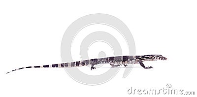 Timor Monitor Lizard, Varanus timorensis, on white Stock Photo