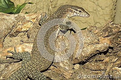 Timor Monitor,Varanus timorensis, small endemic lives on the island of Timor Stock Photo