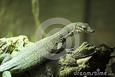 Timor Monitor,Varanus timorensis, small endemic lives on the island of Timor Stock Photo