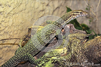 Timor monitor Stock Photo