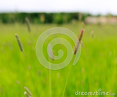 Timothy grass Stock Photo