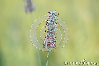 Timothy grass culm Stock Photo