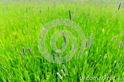 Timothy grass Stock Photo