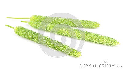 Timothy Grass Phleum Pratense Isolated on White Background Stock Photo