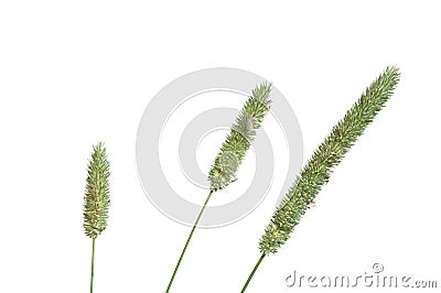 Timothy-grass Stock Photo