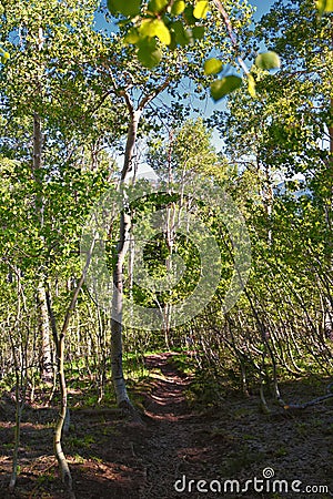 Timpanogos back Primrose overlook Horse Spring hiking trail views Wasatch Rocky Mountains, Utah. Stock Photo