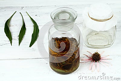 Tincture from flower heads of narrow leaf purple cone flower ready for filtering Stock Photo