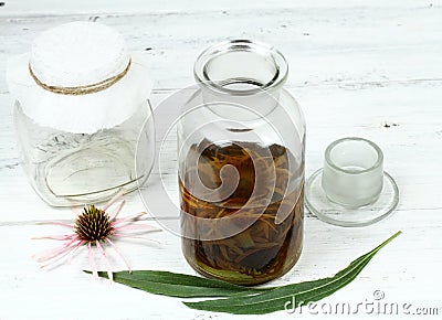 Tincture from flower heads of narrow leaf purple cone flower ready for filtering. Stock Photo